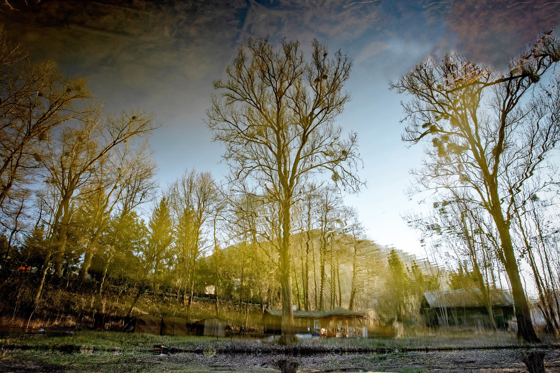 Serene Reflection of Trees in Tranquil Waters - Nature Photography Print Wall Mural in your room — zoomed