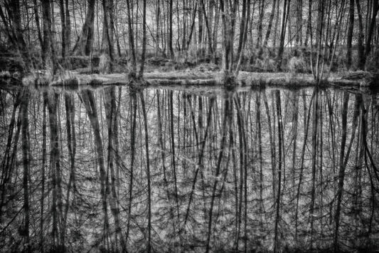 Monochrome Reflection of Trees in Serene Waters Wall Mural