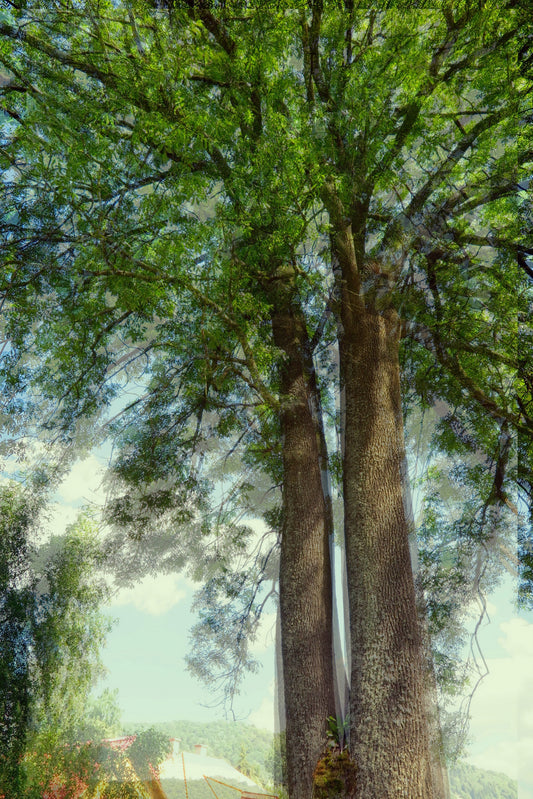 Majestic Tree Canopy Art Print | Nature Photography | Green Foliage Wall Decor Wall Mural
