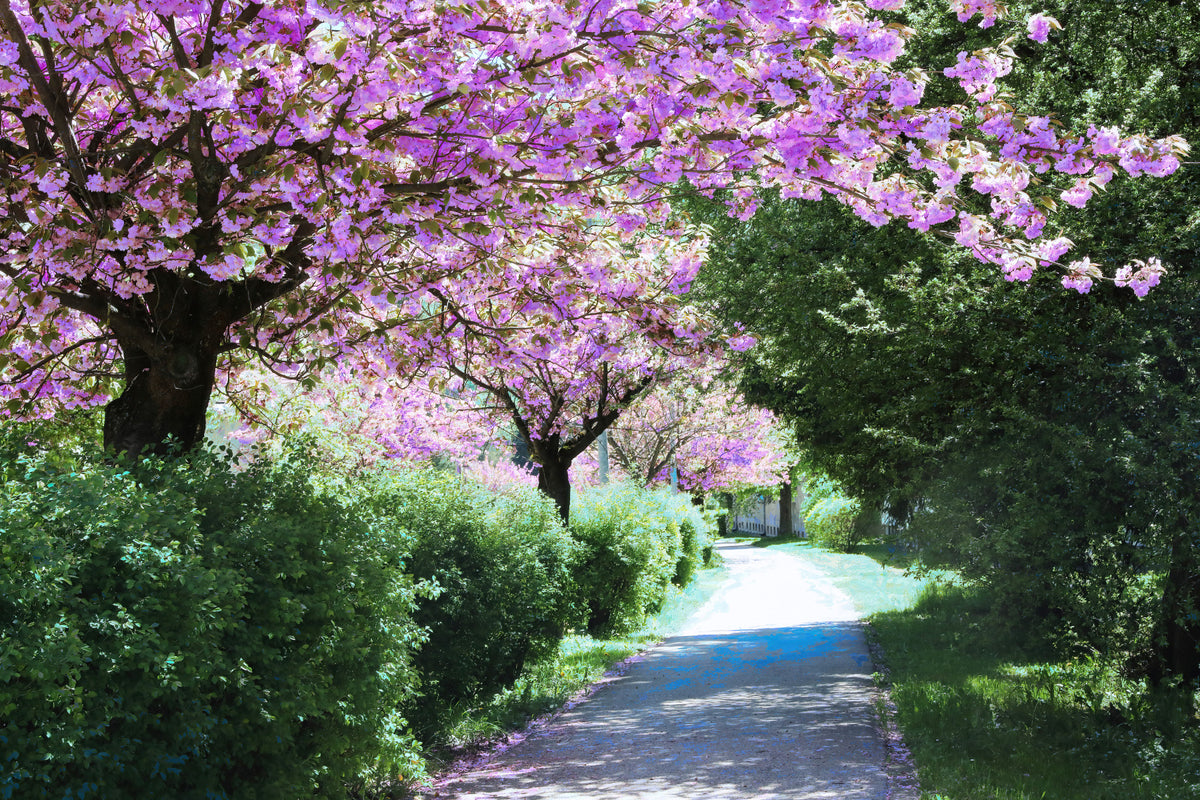 Serene Pathway Through Blossoming Trees - Nature Photography Print Wall Mural in your room — zoomed