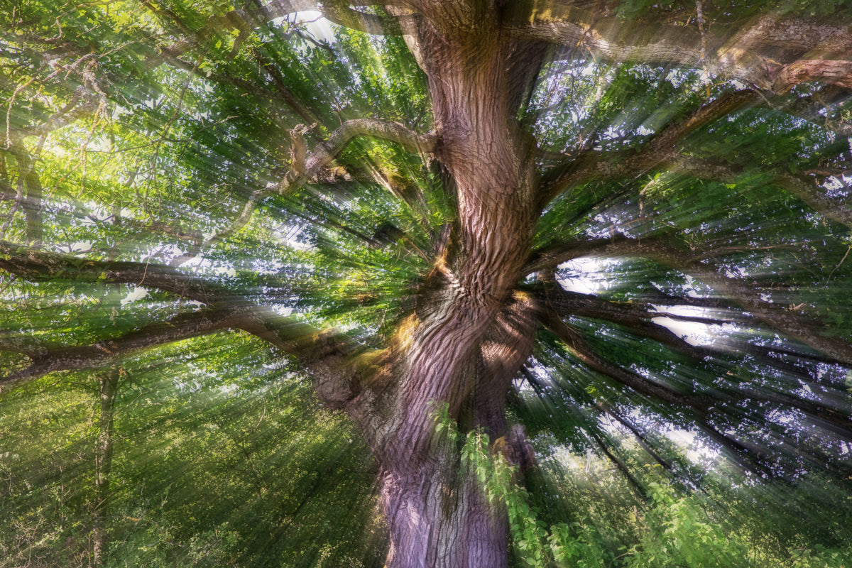Majestic Tree Photography | Nature Art Print | Vibrant Forest Scene | Unique Wall Decor Wall Mural in your room