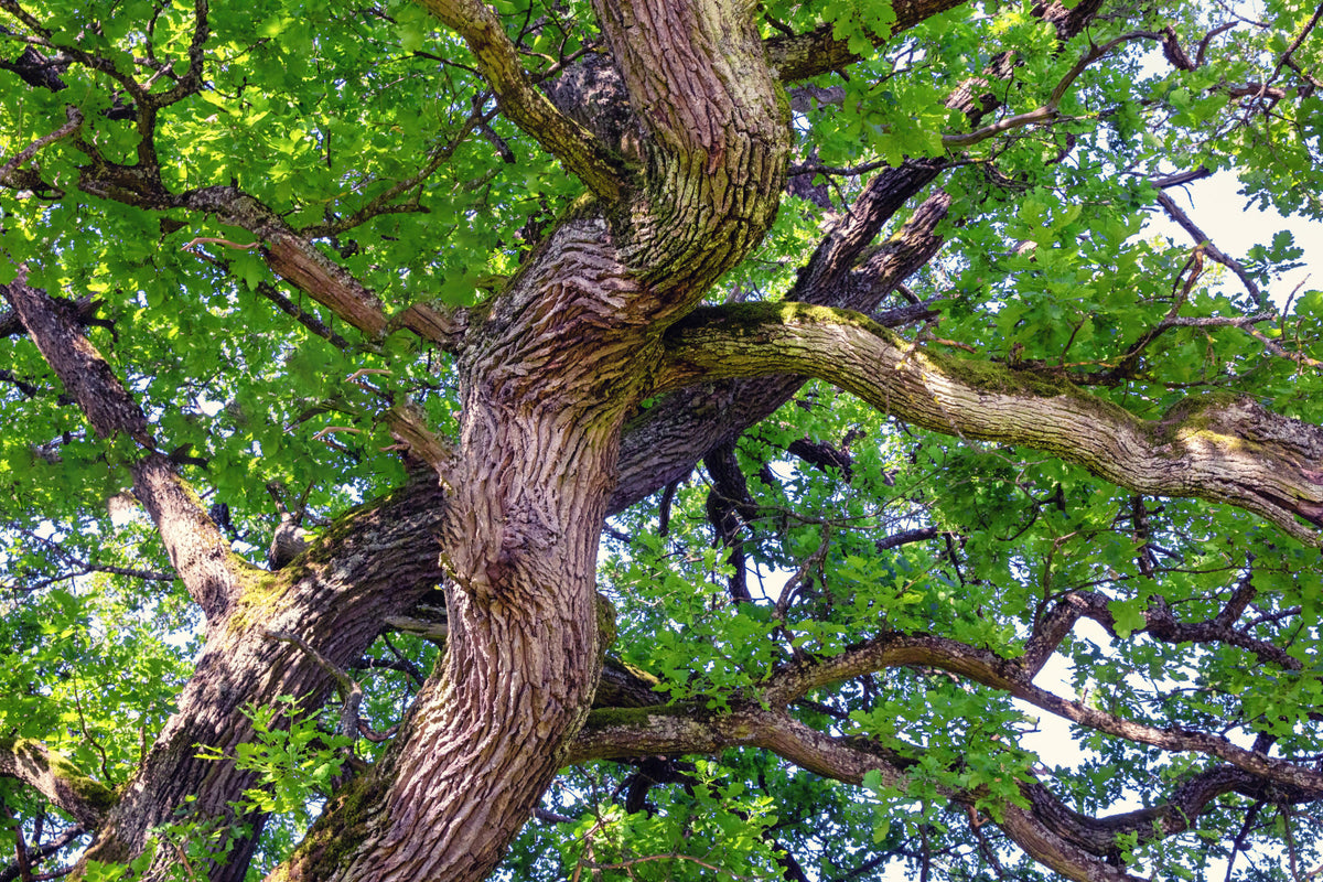 Majestic Oak Tree Canopy Art Print | Nature Photography | Green Branches & Textures Wall Mural in your room — zoomed