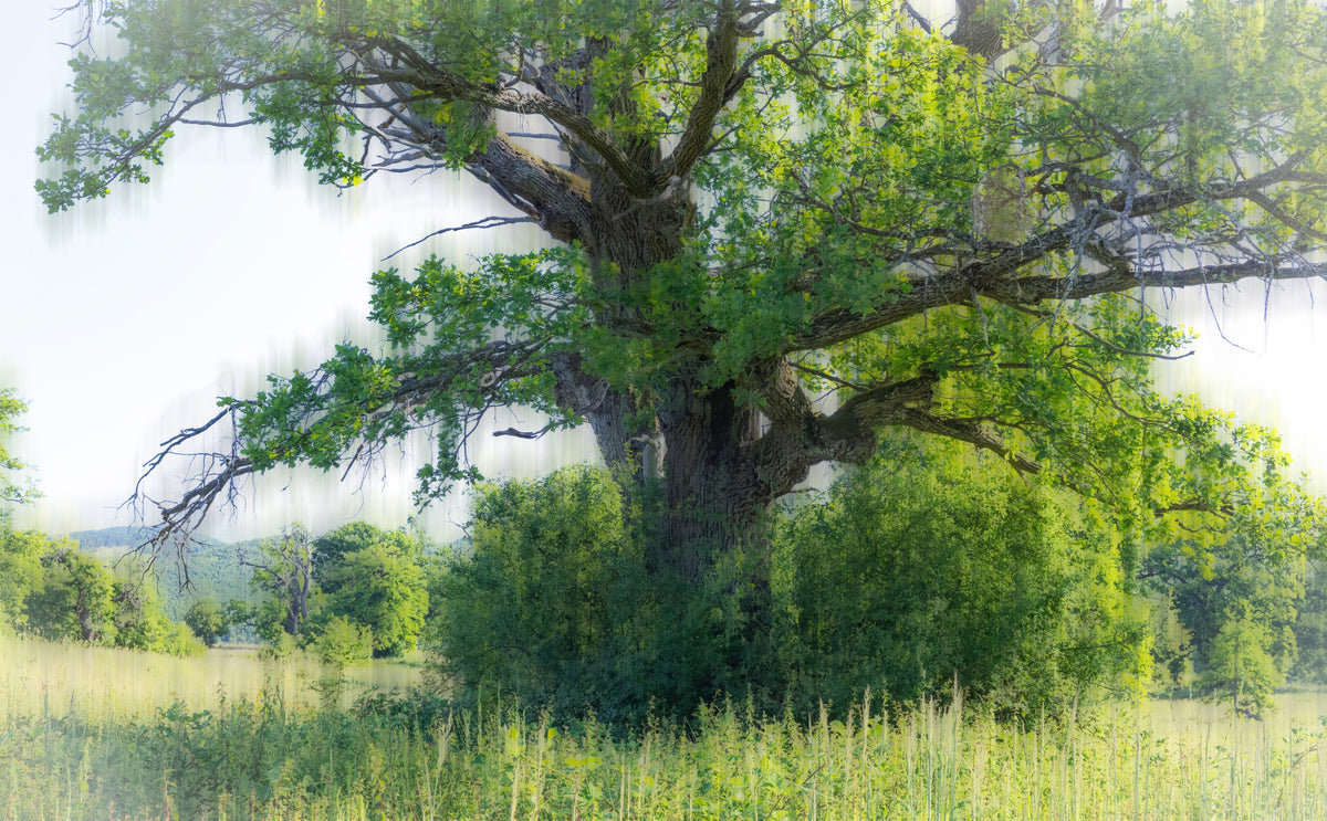 Majestic Green Tree Art Print | Serene Nature Photography | Tranquil Landscape Decor Wall Mural in your room — zoomed