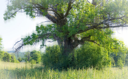 Majestic Green Tree Art Print | Serene Nature Photography | Tranquil Landscape Decor Wall Mural