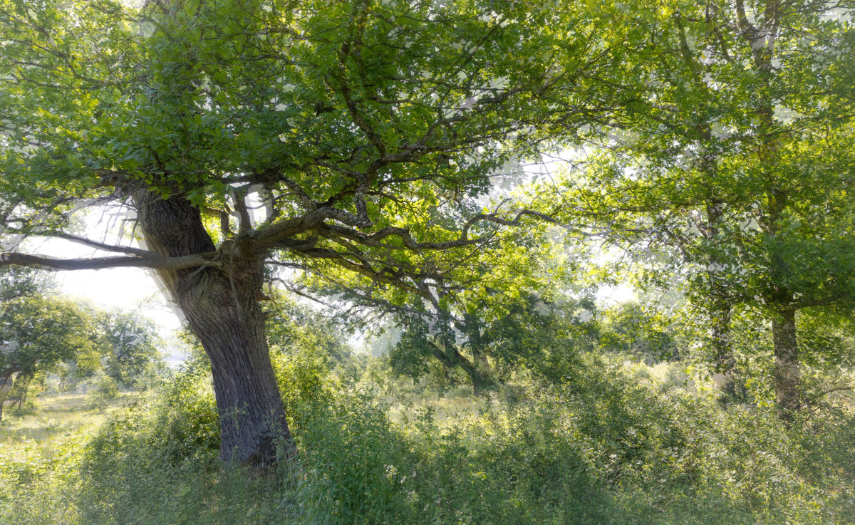 Serene Green Tree Art Print | Nature Photography | Tranquil Foliage Decor Wall Mural in your room