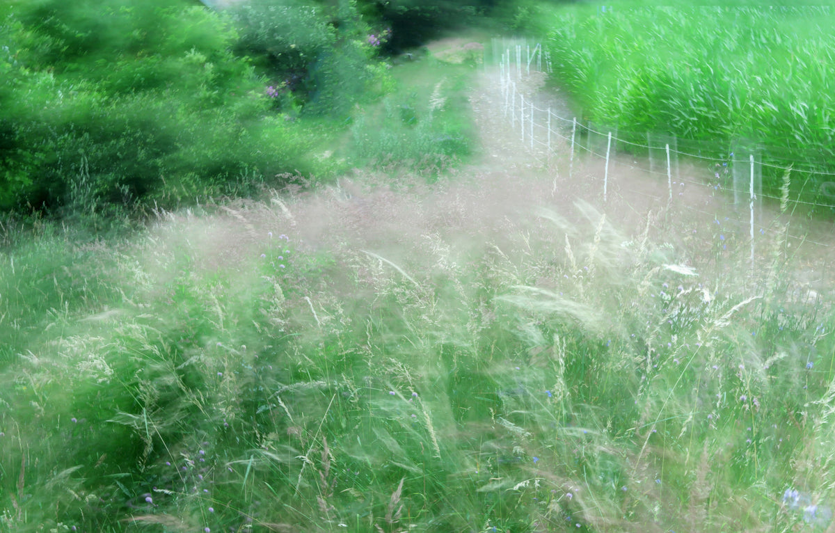 Lush Green Pathway Art Print | Serene Nature Photography | Blurry Landscape Decor Wall Mural in your room — zoomed