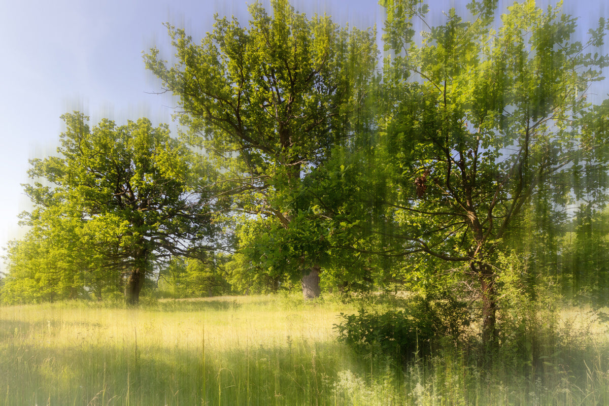Serene Greenery Landscape Photography - Lush Trees in Soft Light Wall Mural in your room