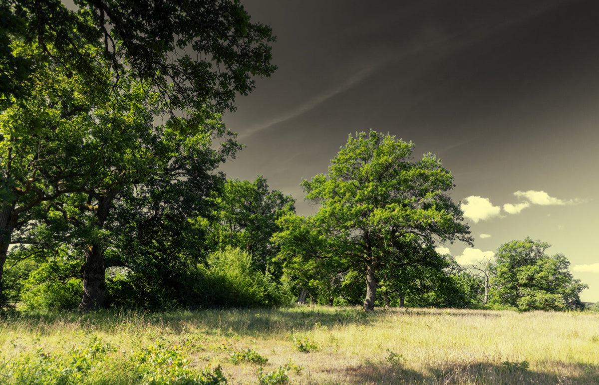 Serene Landscape Photography of Majestic Trees Under a Dramatic Sky Wall Mural in your room — zoomed