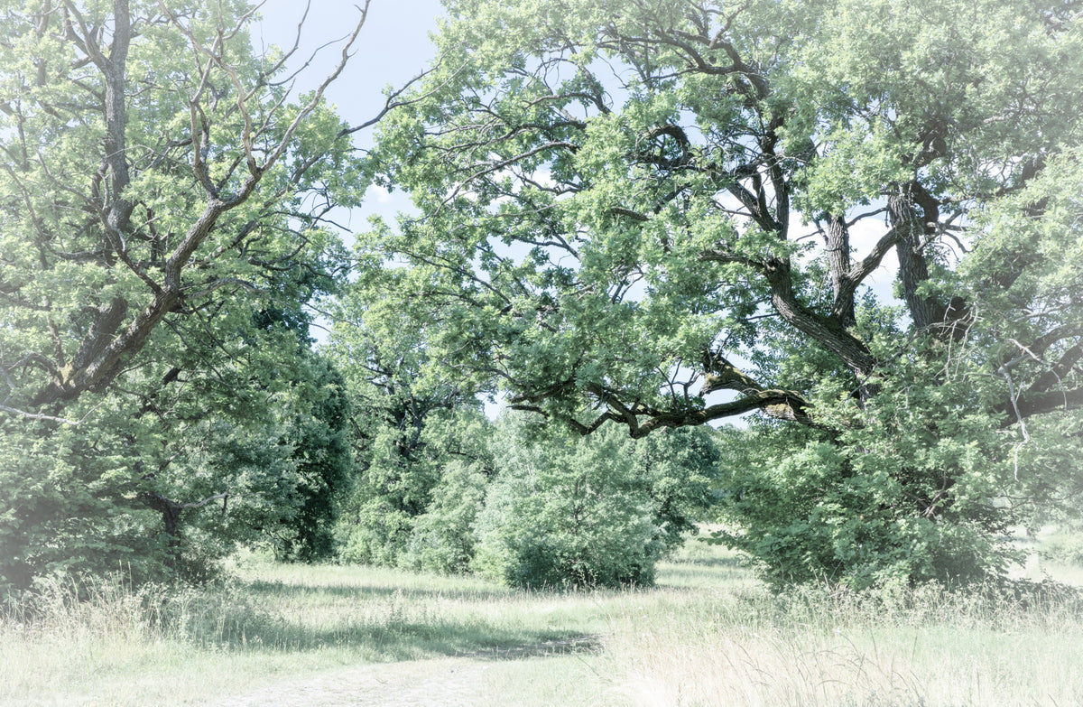 Tranquil Greenery Landscape Art Print | Serene Nature Photography | Lush Trees and Open Fields Wall Mural in your room