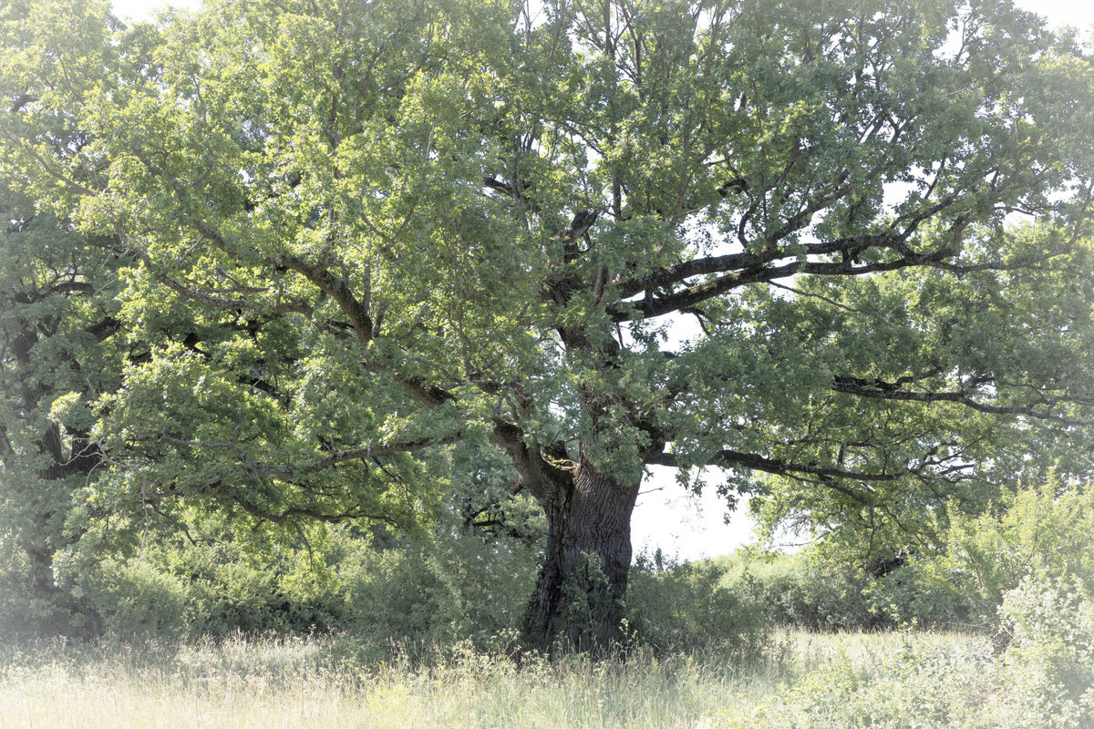 Majestic Oak Tree Art Print | Serene Nature Photography | Green Foliage Decor Wall Mural in your room