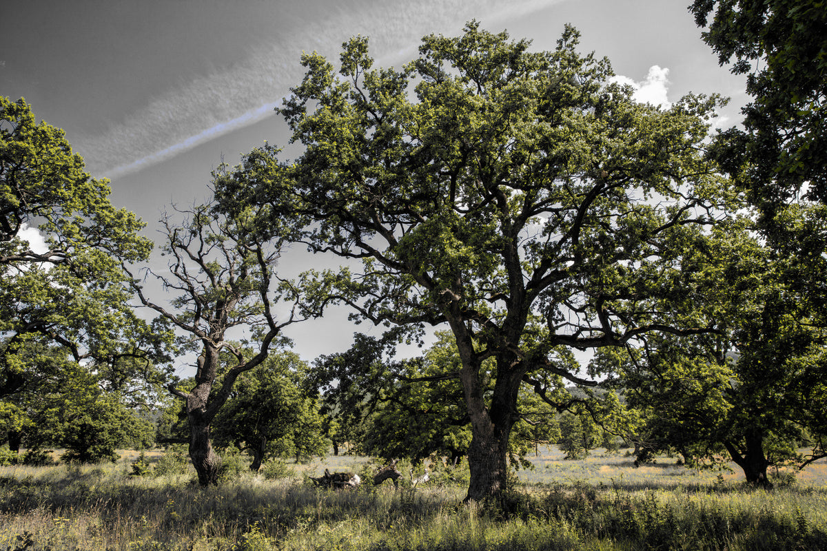 Serene Oak Grove Photography | Nature Landscape Art | Green Trees and Sky Wall Mural in your room
