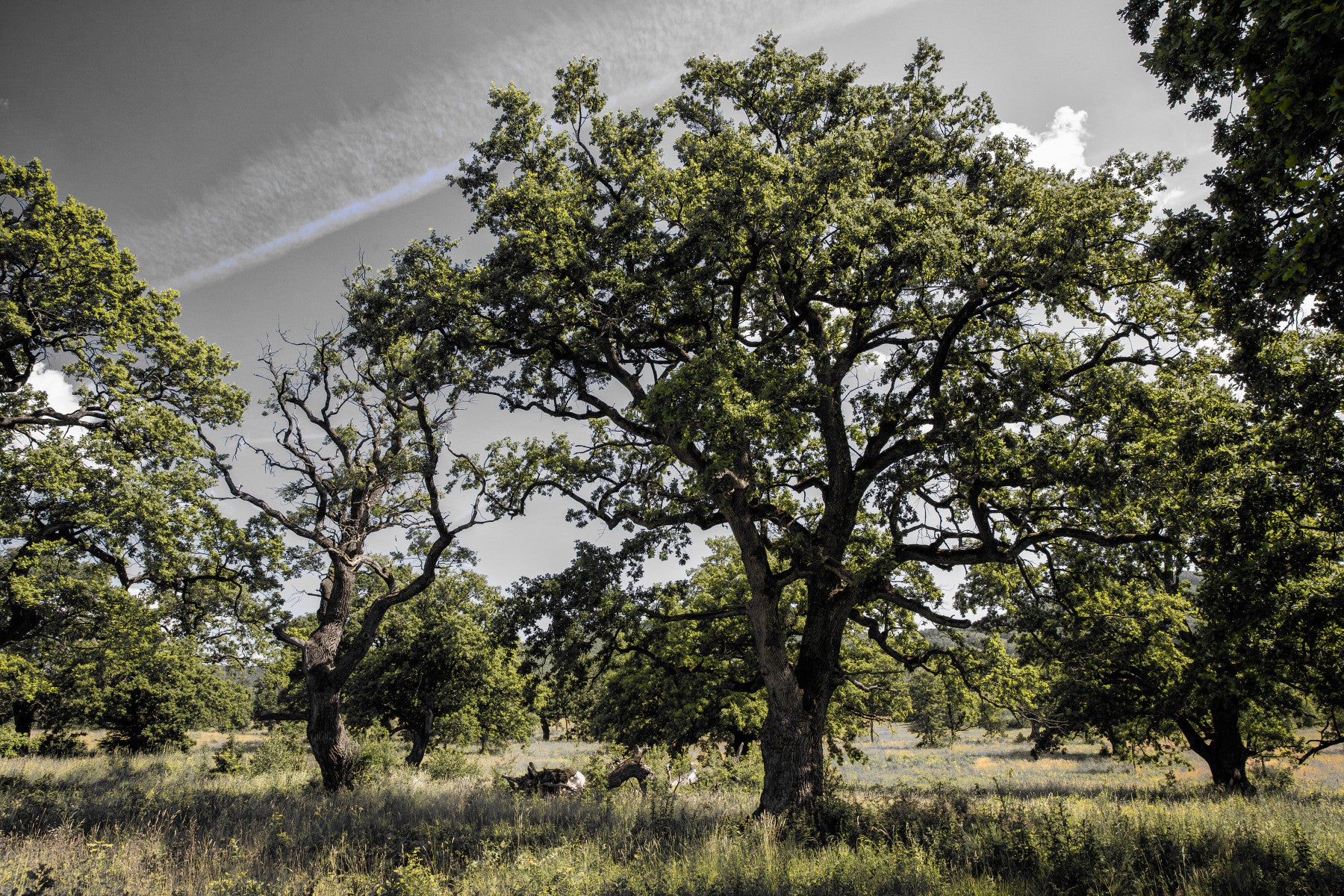 Serene Oak Grove Photography | Nature Landscape Art | Green Trees and Sky Wall Mural