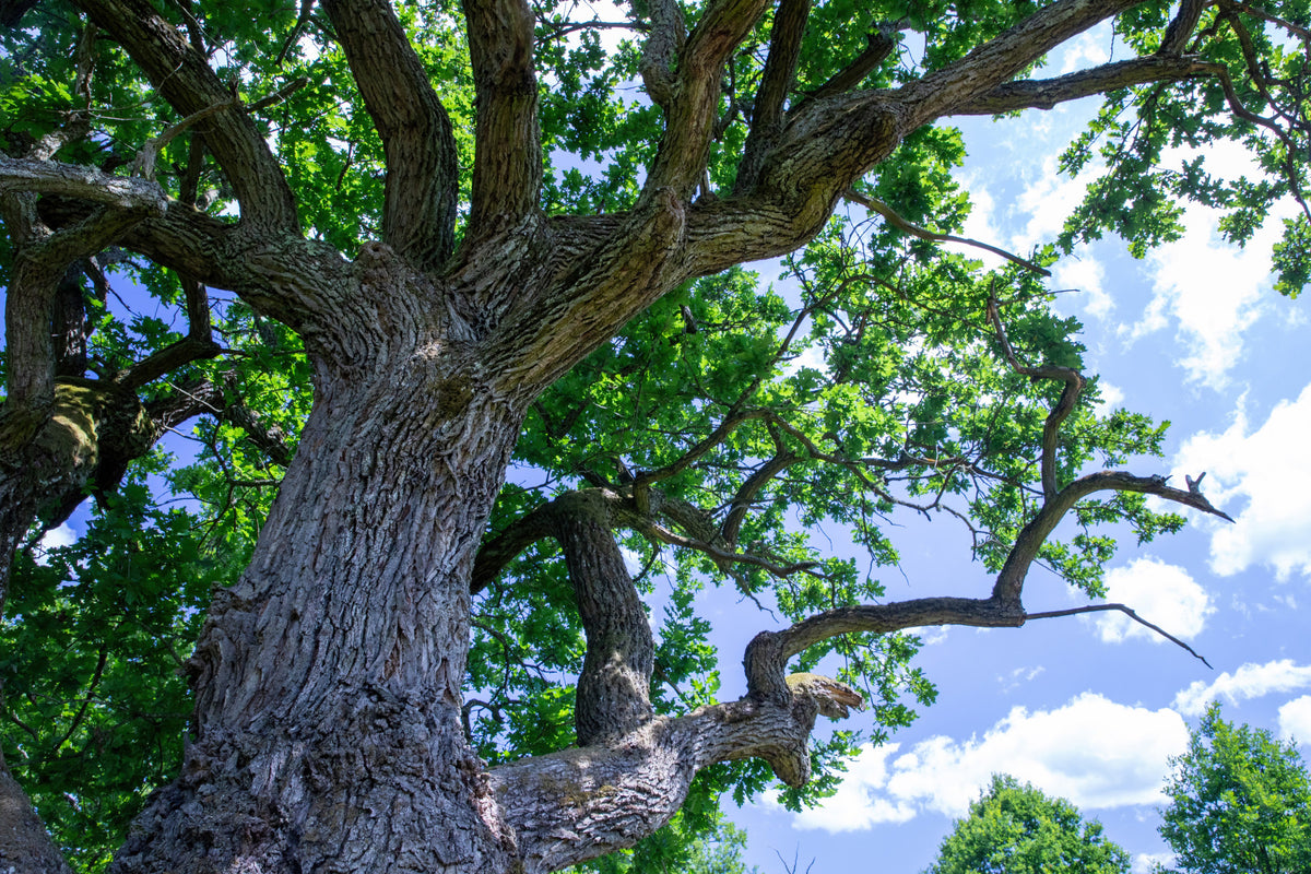 Majestic Oak Tree Photography | Nature Wall Art | Greenery and Sky Print Wall Mural in your room — zoomed