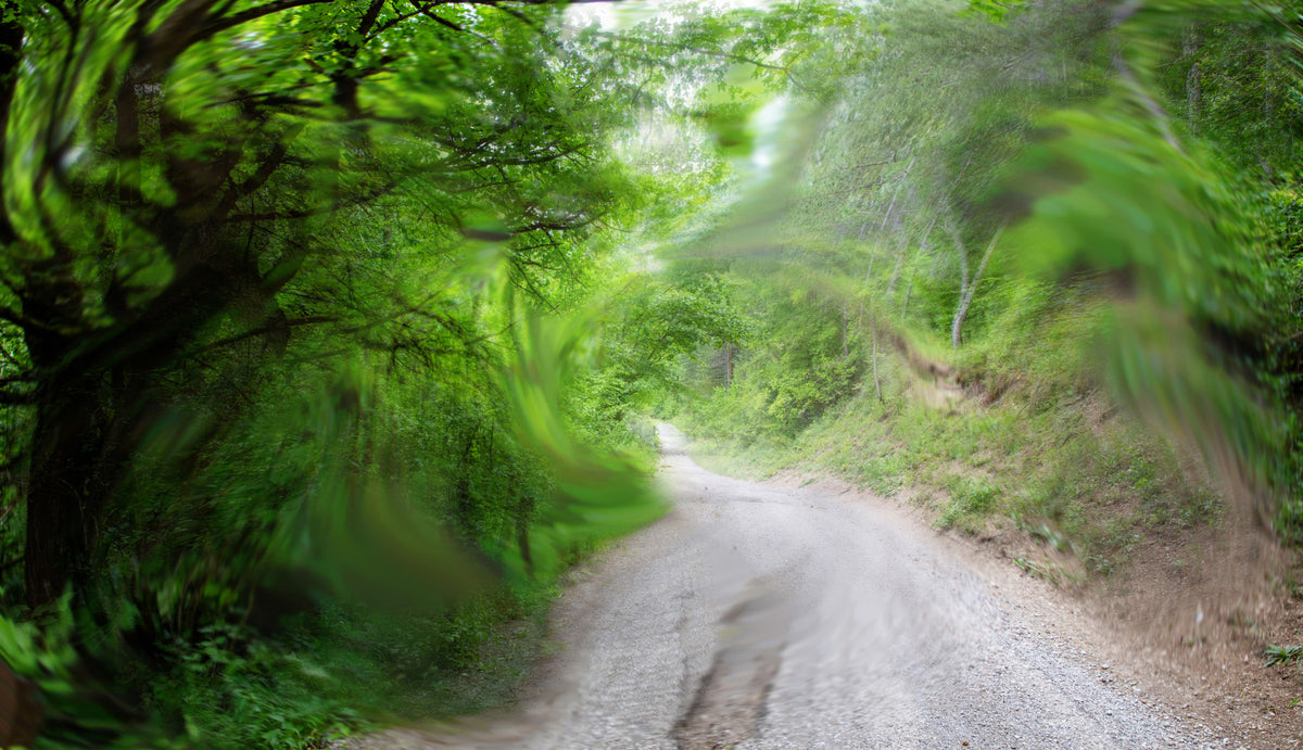 Serene Green Pathway - Nature Photography Print - Tranquil Road Scene Wall Mural in your room — zoomed