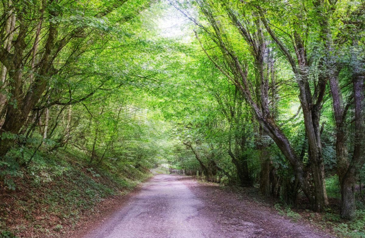 Serene Forest Pathway Art Print | Tranquil Nature Photography | Greenery and Sunlight Wall Mural in your room — zoomed