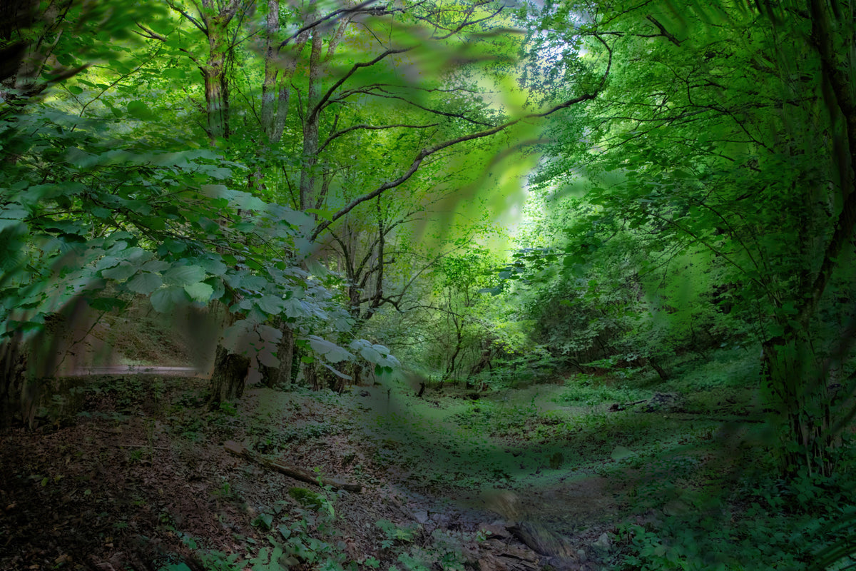 Lush Green Forest Pathway Art Print | Serene Nature Photography | Tranquil Woodland Scene Wall Mural in your room — zoomed