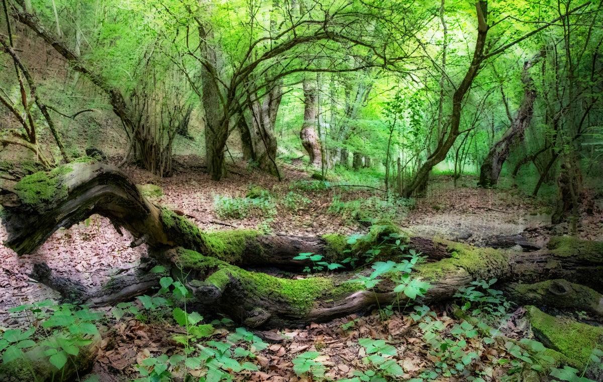 Tranquil Woodland Scene | Lush Green Forest Photography | Nature Wall Art Wall Mural