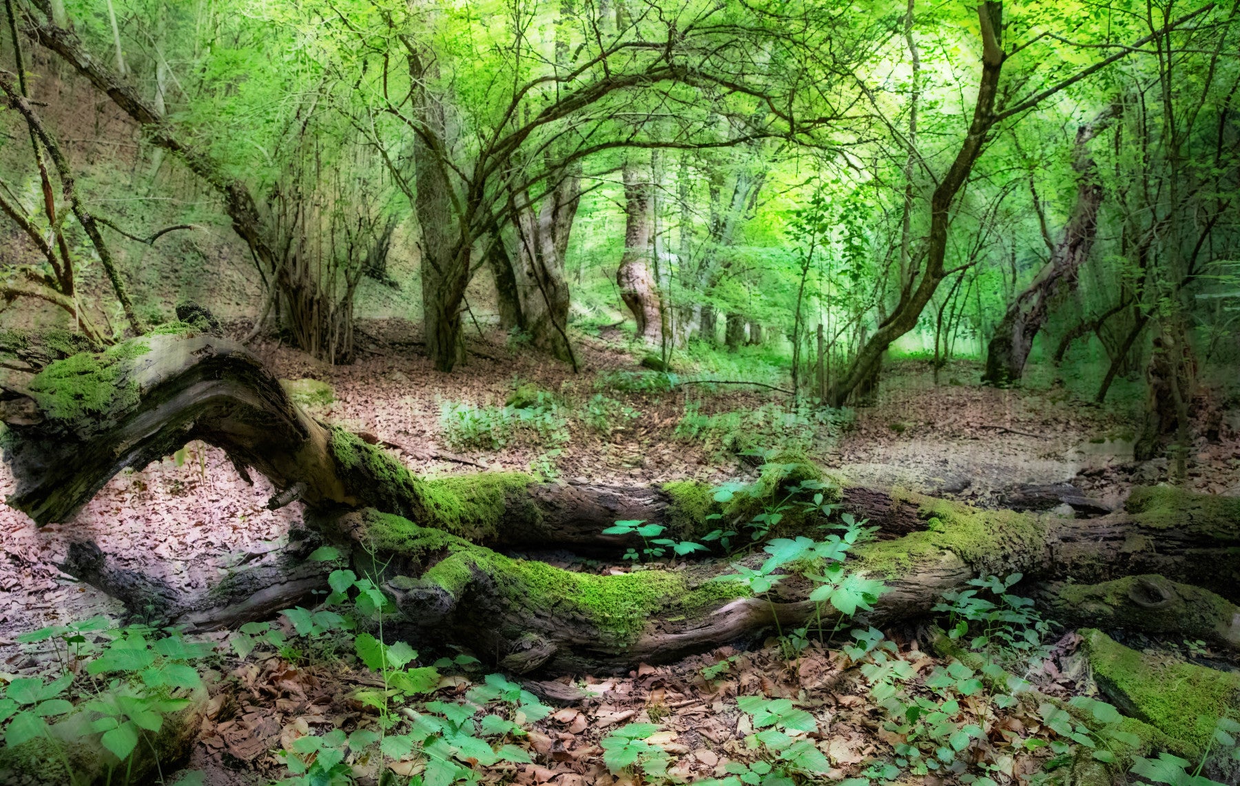 Tranquil Woodland Scene | Lush Green Forest Photography | Nature Wall Art Wall Mural in your room — zoomed
