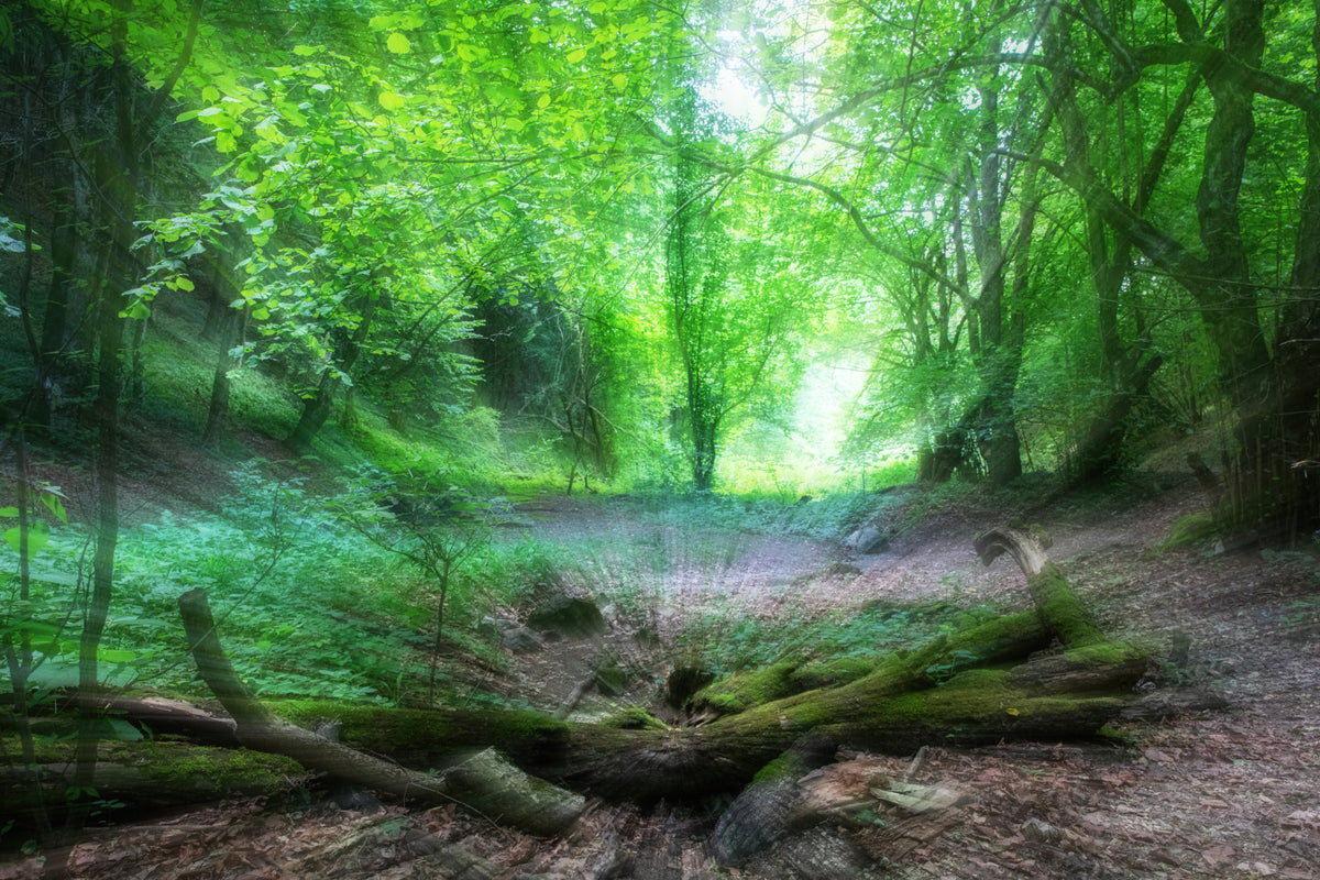 Tranquil Woodland Scene | Lush Green Forest Photography Wall Mural in your room