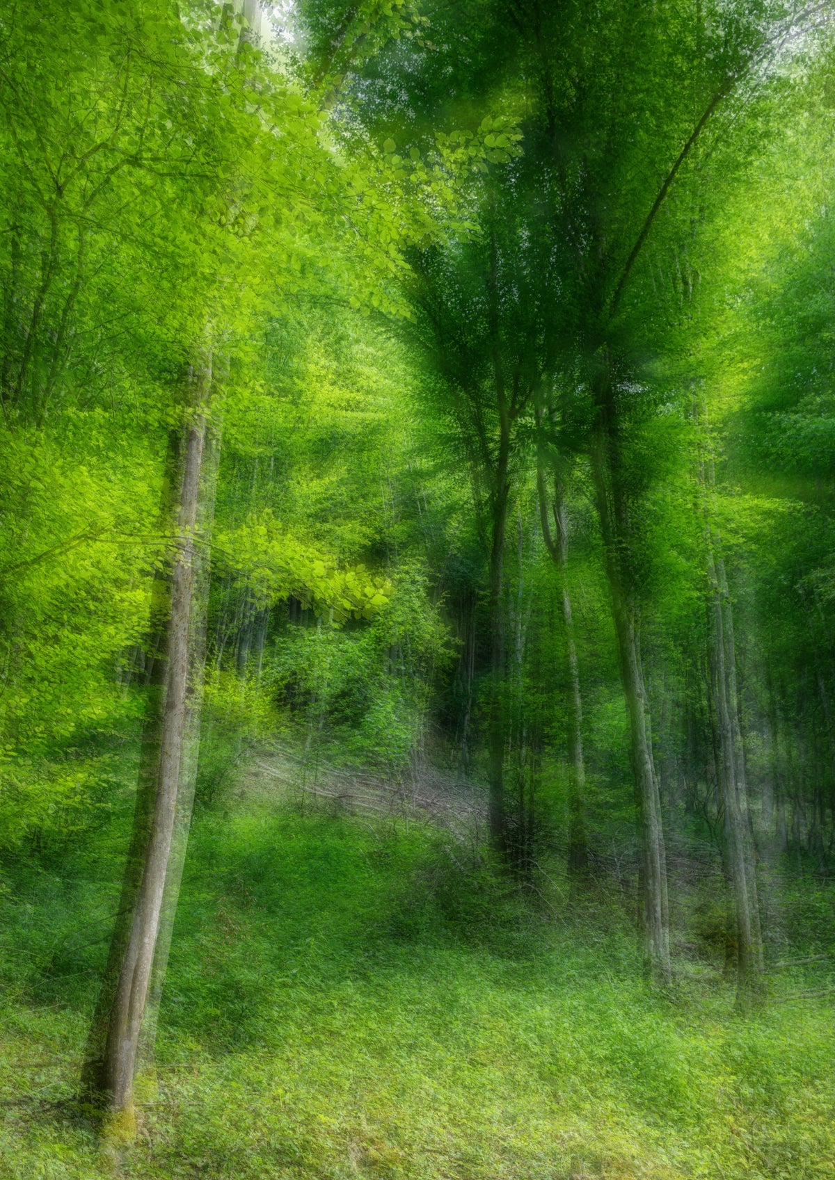 Lush Green Forest Abstract Photography | Nature Art Print | Ethereal Woodland Scene Wall Mural in your room — zoomed