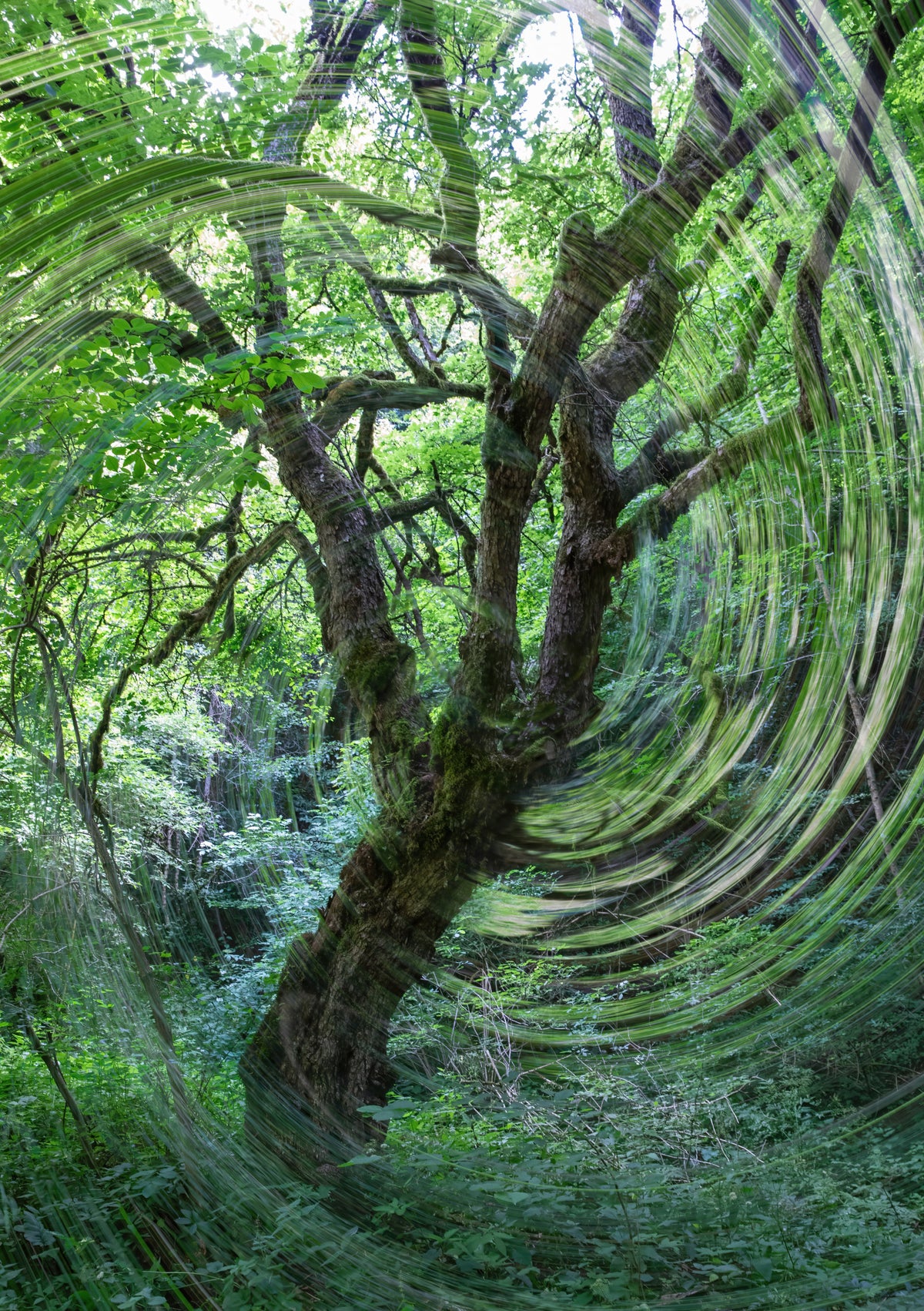 Whirling Green Abstract Forest Photography of a Twisting Tree Wall Mural in your room — zoomed