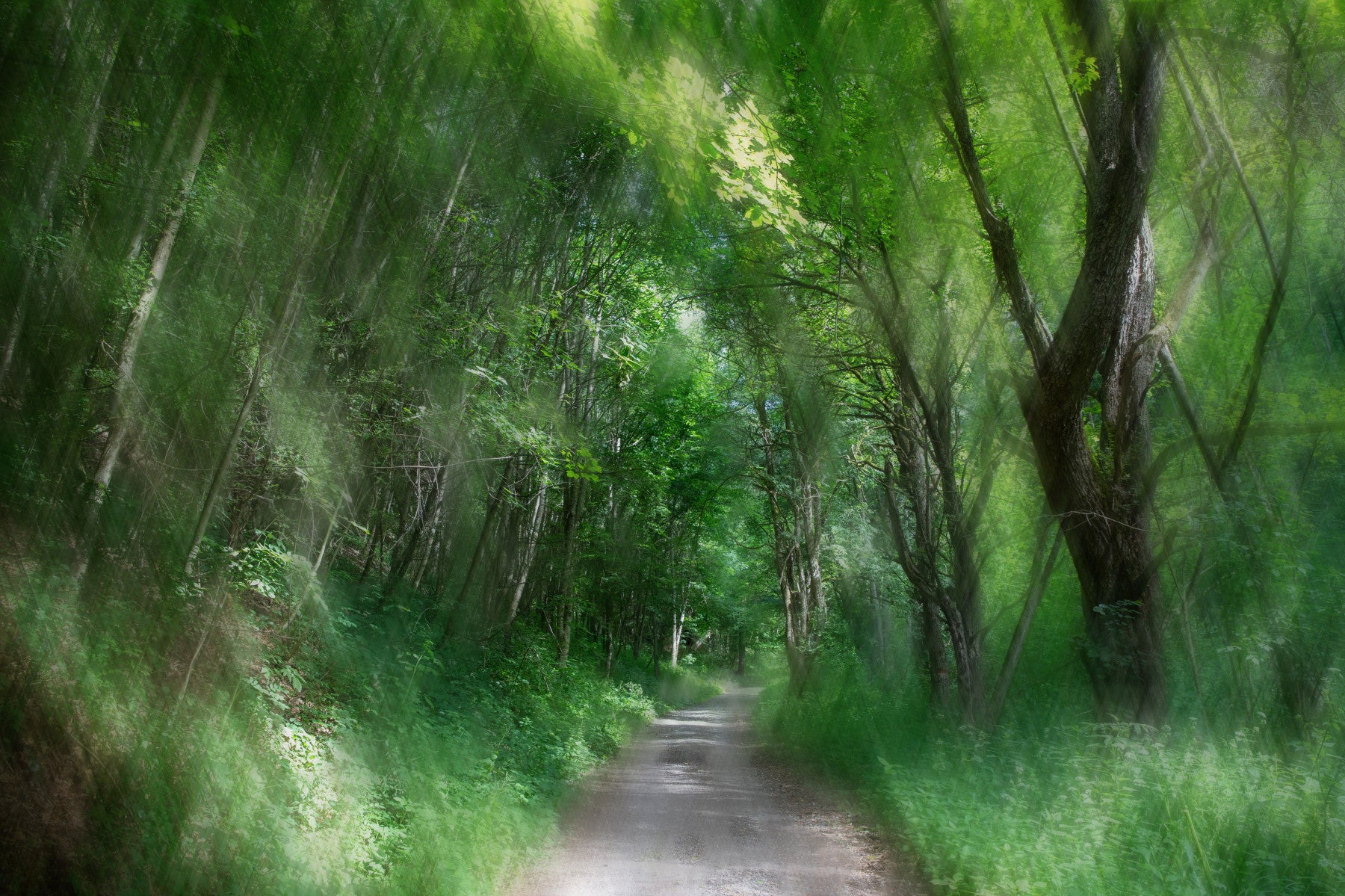 Serene Forest Pathway Art Print | Tranquil Nature Photography | Green Landscape Decor Wall Mural in your room — zoomed