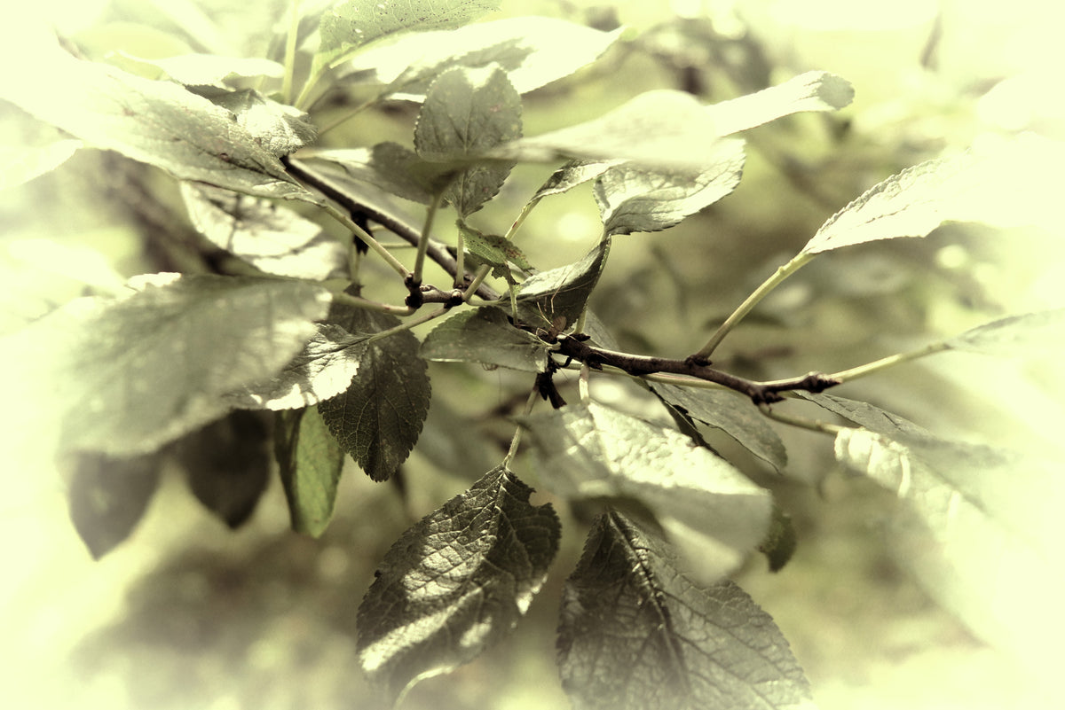 Soft Green Leaves Photography | Nature Wall Art | Serene Botanical Decor Wall Mural in your room — zoomed