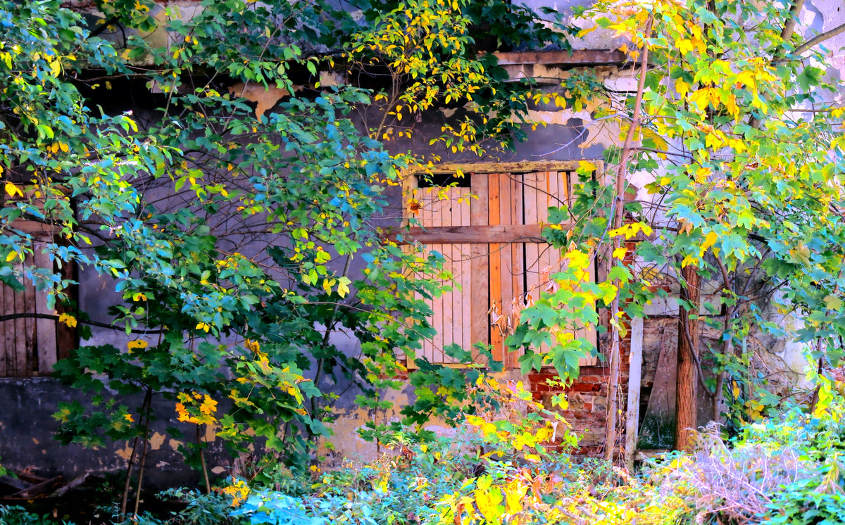 Overgrown Doorway: Nature's Embrace of Abandoned Ruins Wall Mural in your room