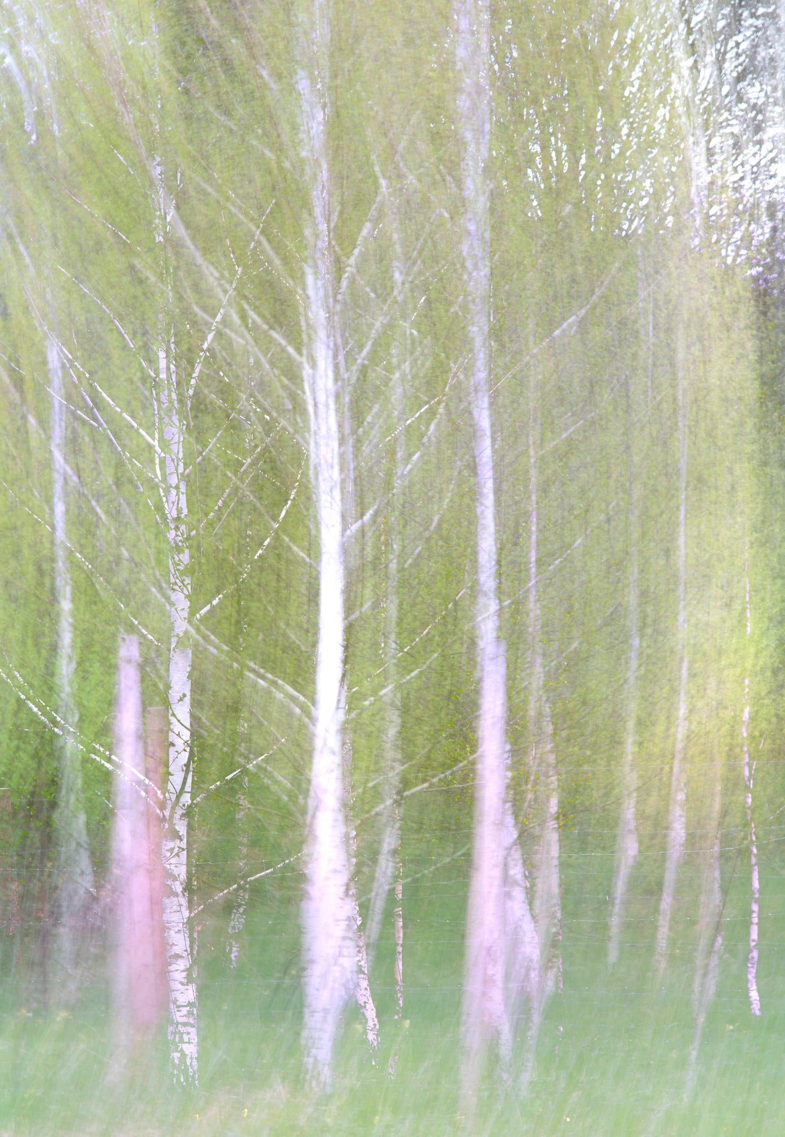 Ethereal Forest Photography | Blurred Birch Trees | Nature Wall Art Wall Mural
