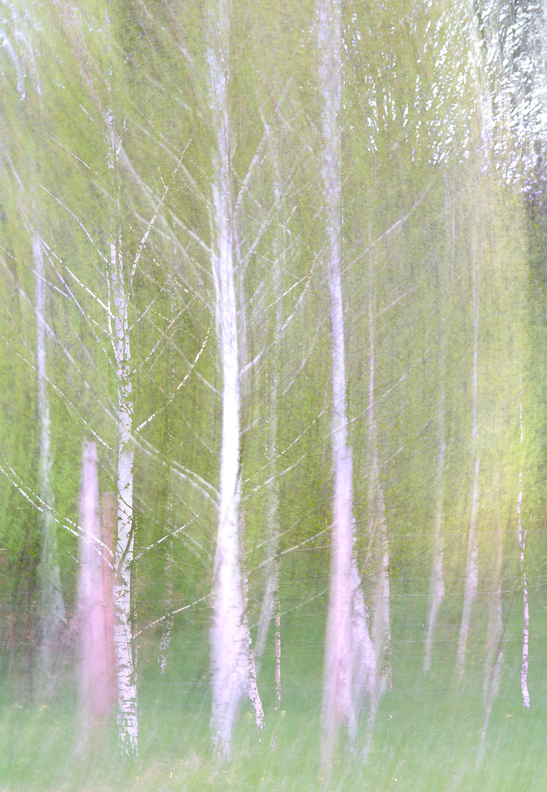 Ethereal Forest Photography | Blurred Birch Trees | Nature Wall Art Wall Mural in your room — zoomed