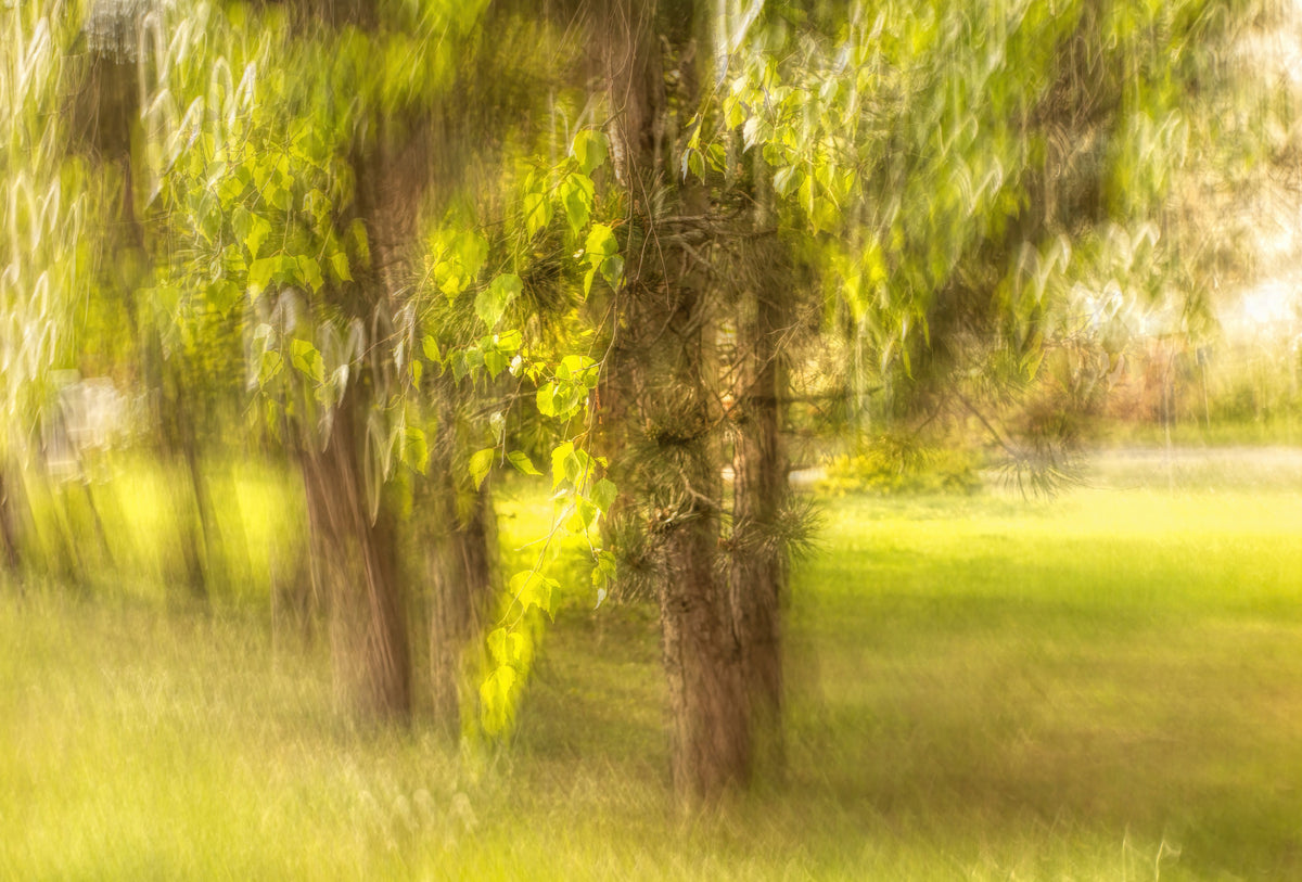 Serene Nature Photography - Blurred Trees and Greenery Art Print Wall Mural in your room — zoomed