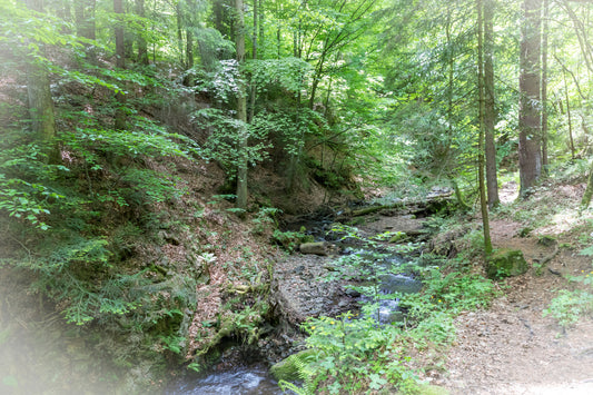 Tranquil Forest Stream Photography | Lush Greenery Landscape Art | Nature Wall Decor Wall Mural