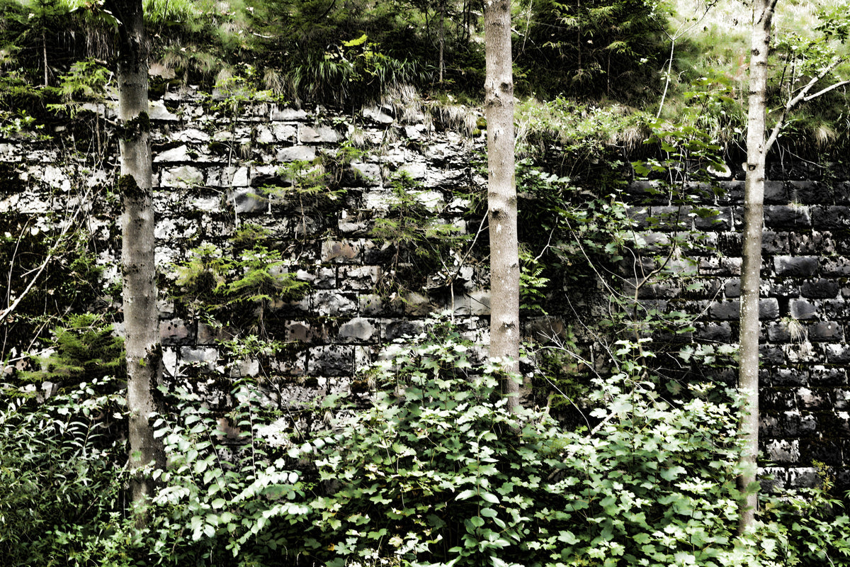 Overgrown Serenity: Nature's Embrace of Abandoned Stone Walls Wall Mural