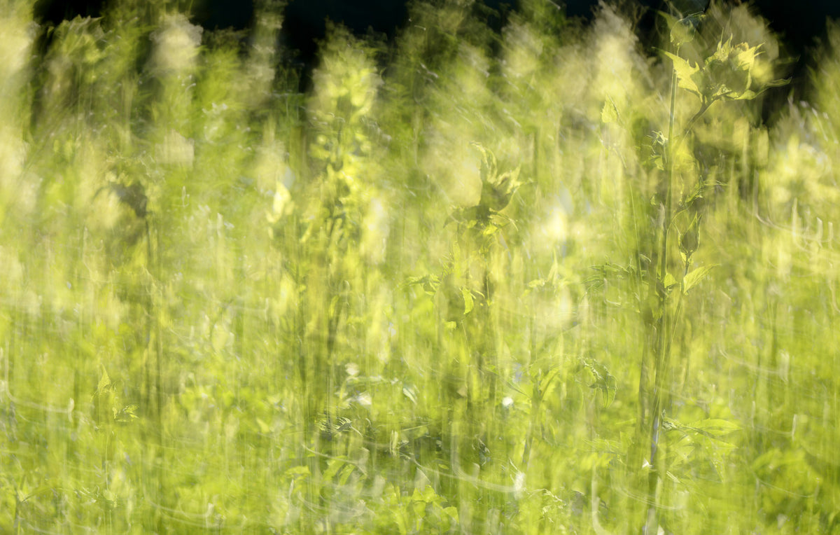 Ethereal Green Field Photography | Soft Blurred Nature Art | Serene Landscape Decor Wall Mural in your room