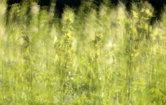 Ethereal Green Field Photography | Soft Blurred Nature Art | Serene Landscape Decor Wall Mural