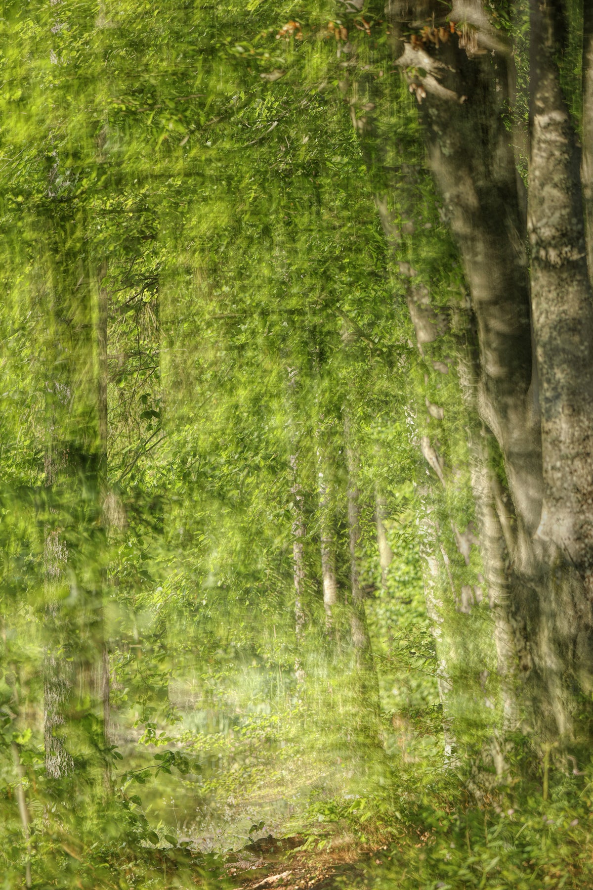 Serene Forest Pathway Art Print | Tranquil Nature Photography | Green Landscape Wall Mural in your room