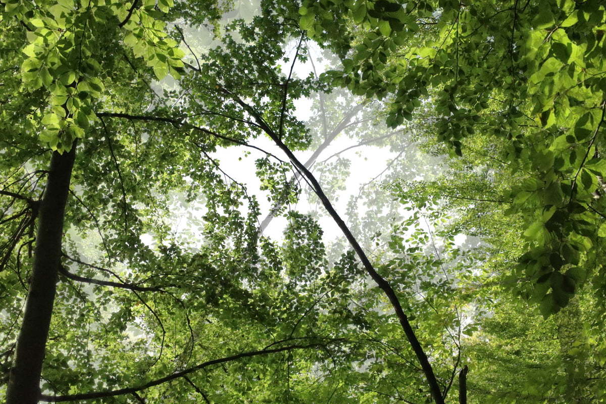 Serene Forest Canopy Photography | Lush Green Nature Art Print Wall Mural in your room — zoomed