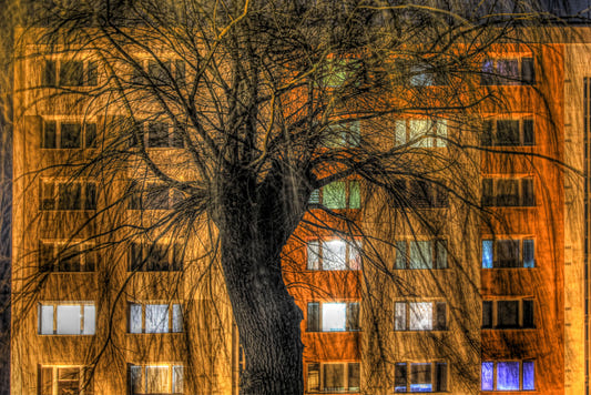 Urban Nightscape Tree Silhouette Against Illuminated Building Wall Mural