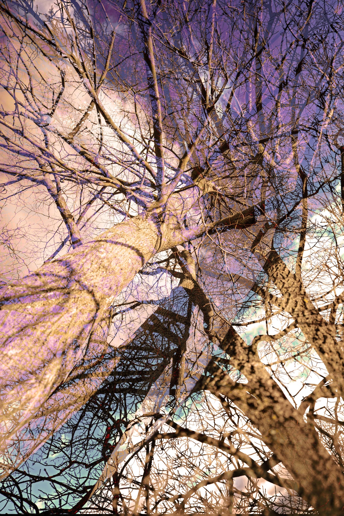 Ethereal Tree Reflection Art Print | Abstract Nature Photography | Unique Wall Decor Wall Mural in your room