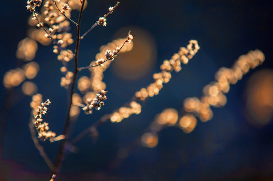 Delicate floral grass photography | Soft light in nature | Blurred background print Wall Mural