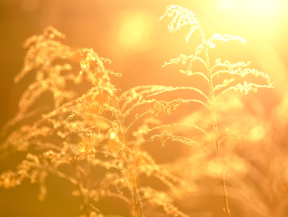 Golden Glow of Nature: Serene Grass Photography Wall Mural in your room — zoomed