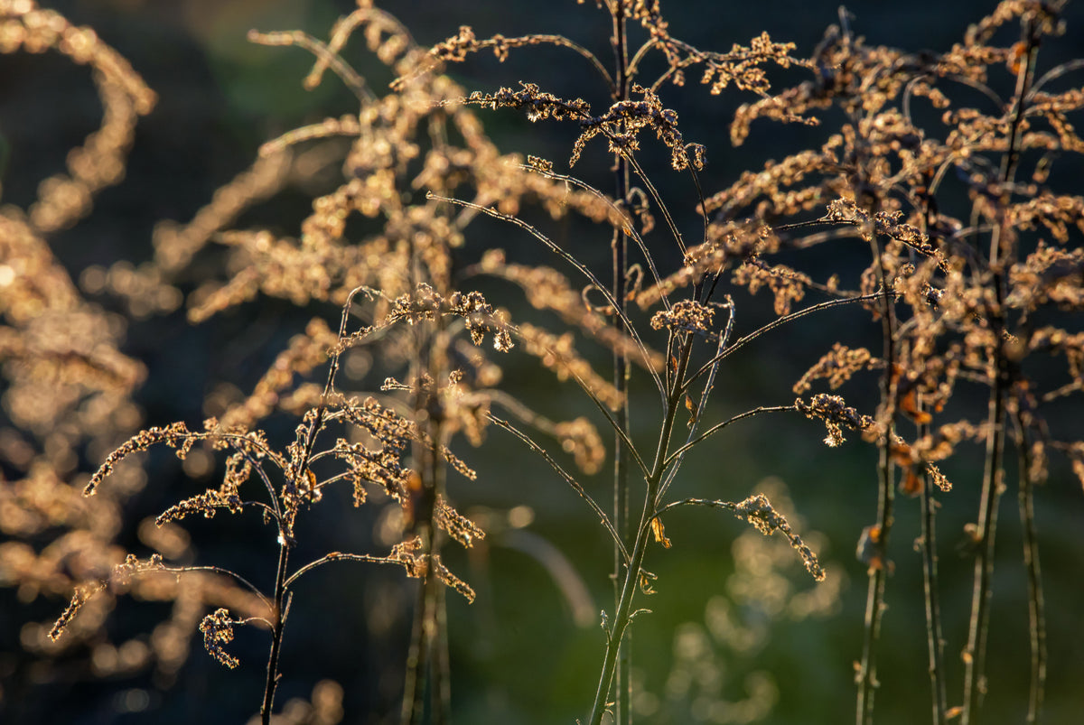 Golden Hour Serenity: Nature's Delicate Flora Photography Wall Mural in your room — zoomed