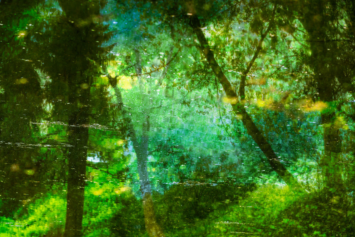 Tranquil Forest Reflection Art Print | Serene Nature Photography | Green Landscape Decor Wall Mural in your room — zoomed