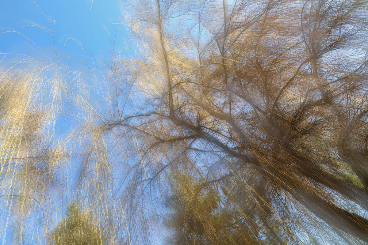 Ethereal Tree Canopy Photography | Abstract Nature Art | Blue Sky & Branches Wall Mural in your room