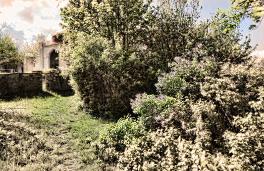 Overgrown Pathway Serene Nature Photography Print Wall Mural