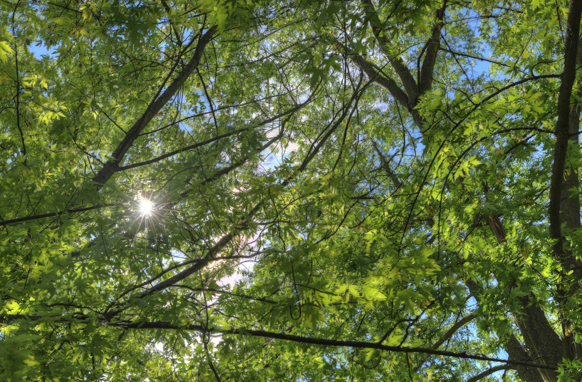 Sunlit Canopy A Glimpse Through Green Leaves Wall Mural in your room