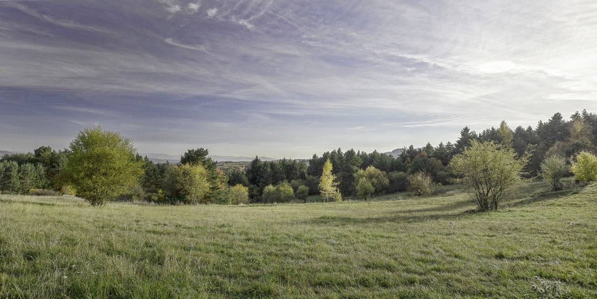 Serene Landscape Photography of Lush Green Fields and Trees Wall Mural in your room — zoomed