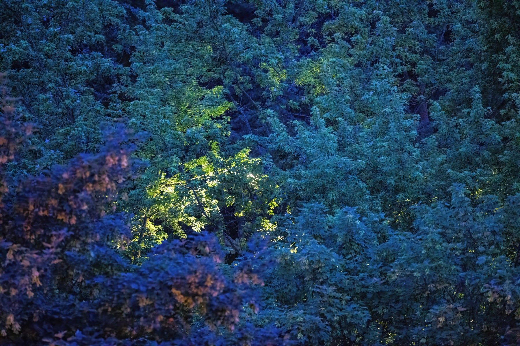 Enchanted Forest Nightscape | Blue and Green Foliage Art Print Wall Mural