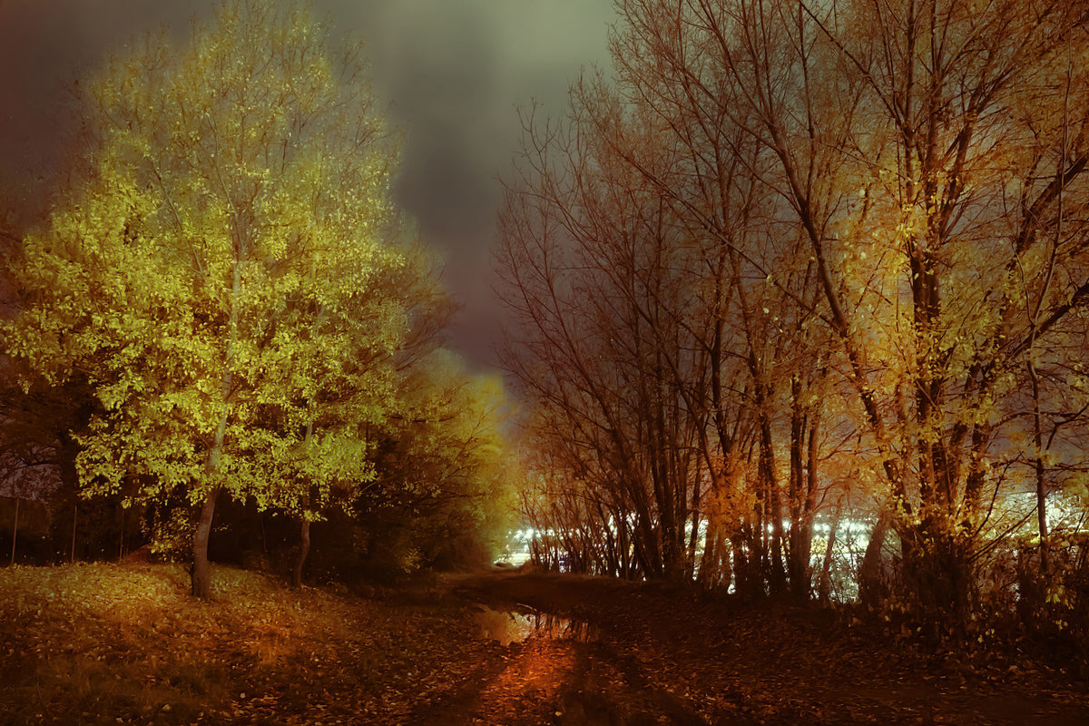 Autumn Night Reflection Tranquil Trees in Golden Hues Wall Mural in your room — zoomed