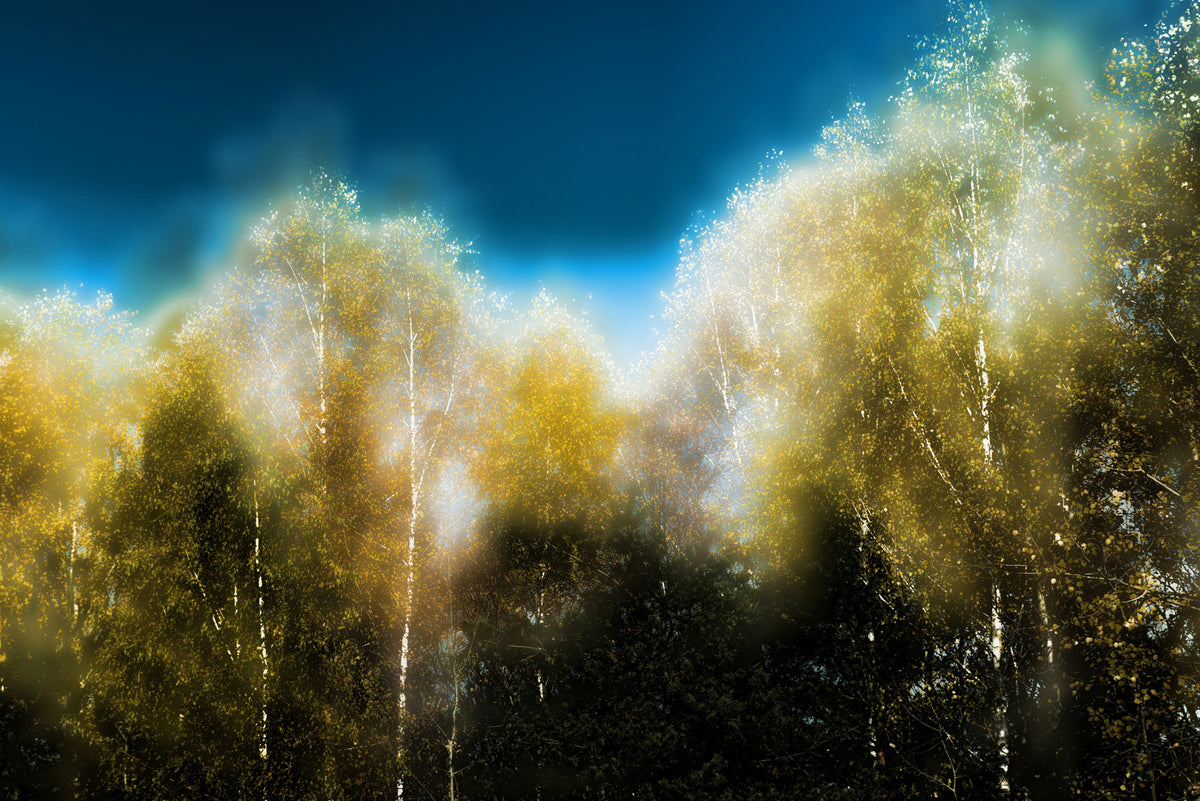 Ethereal Autumn Forest Photography | Serene Trees & Clouds | Nature Wall Art Wall Mural in your room — zoomed